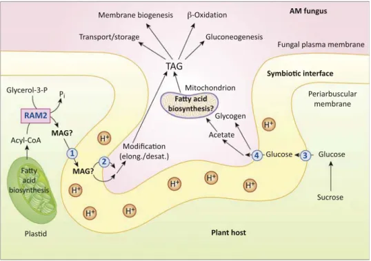 Figure 2. Hypothetical Lipid and Carbohydrate Metabolism in Root Cortex Cells with Arbuscules
