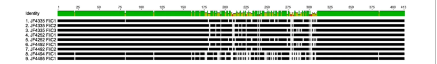 FIGURE 6 | Multi-sequence alignment (MSA), visualized in Geneious v10.1.2, of the ORFs, coding for Flagellin genes FliC, of strains JF4335, JF4252, JF4492, JF4494, and JF4495 as representatives of the detected difference in copy numbers in the strains