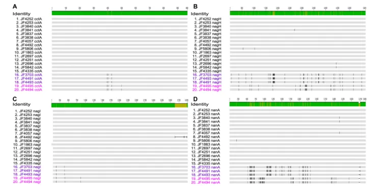 FIGURE 3 | Multi-sequence alignment of the genes (A) Clostridium chauvoei toxin A (cctA), (B) Hyaluronidase (nagH), (C) Hyaluronidase (nagI), and (D) Sialidase (nanA) created with MAFFT v7.222 and visualized in Geneious v10.1.2