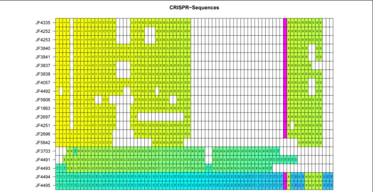 FIGURE 5 | Matrix representation of CRISPR spacers for each individual C. chauvoei strain