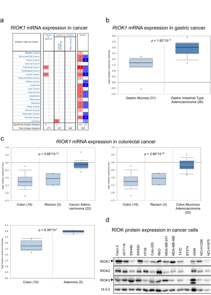 Fig. 1. RIOK1 is overexpressed in colorectal and gastric cancer. (a) Oncomine™ based mRNA expression analysis for human RIOK1 in different cancer entities comparing normal versus cancer tissue samples