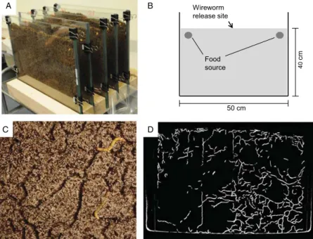Figure 1 (A) Two-dimensional terraria in a rack. (B) Schematic set-up of a terrarium. (C) Wireworm tunnels visible in the substrate