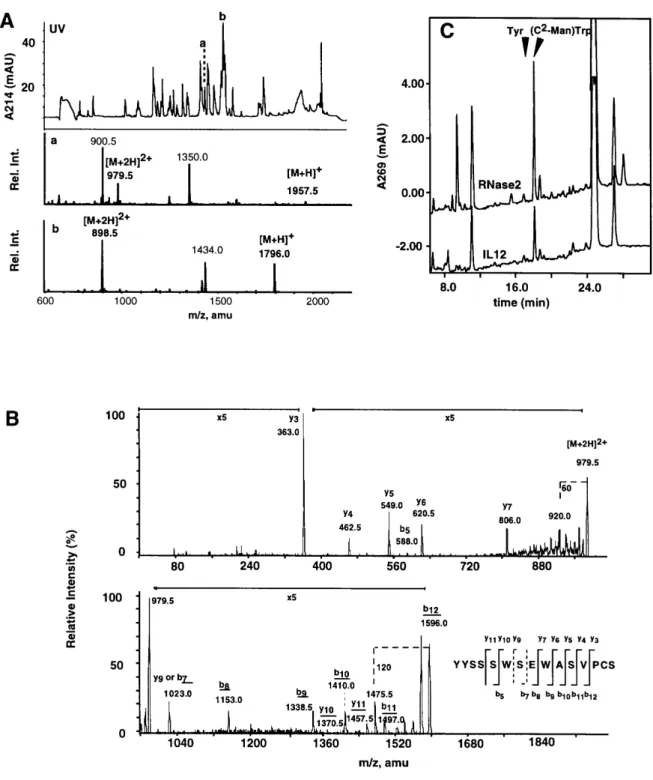 Fig. 2. Characterization of the modified C-terminal peptide from rHuIL-12. (A) Reduced and carboxamidomethylated rHuIL-12 was digested with trypsin, and the two C-terminal peptides (a and b) were isolated by LC-ESIMS (upper panel) and characterized by nano