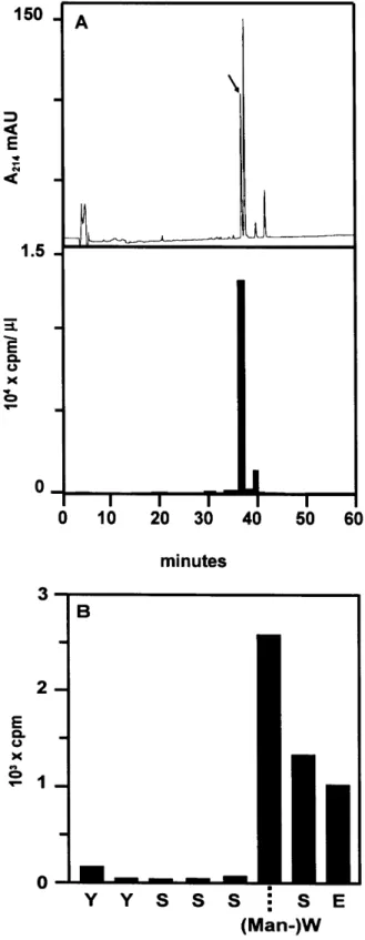 Fig. 4. In vitro C-mannosylation of synthetic IL-12 peptide. (A) The radiolabeled peptide was digested with trypsin and fractionated by C8 reversed phase HPLC