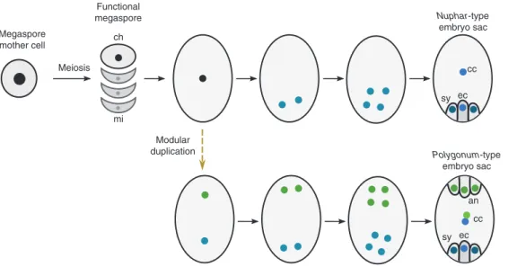 Figure 2 Development of Polygonum-type and Nuphar-type embryo sacs, showing how a duplication of a quartet module could give rise to  the doubling in ploidy of the central cell.