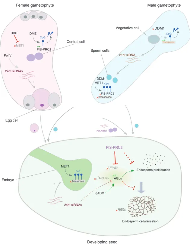 Figure 3 Highly simplified diagram showing the genetic and epigenetic mechanisms that balance paternal and maternal information  during gametogenesis and seed development.