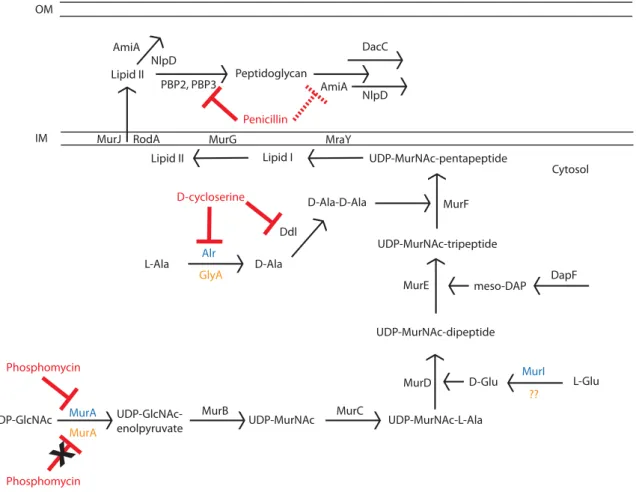 Figure 1. PG biosynthesis pathway comparison between W. chondrophila and Chlamydiaceae