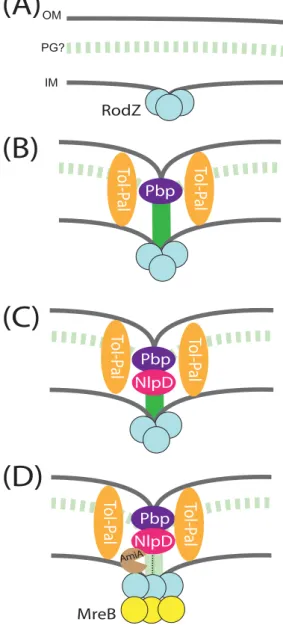 Figure 2. Models of chlamydial division. (A) RodZ accumulates at the division septum (OM: outer membrane, PG: putative peptidoglycan layer, IM: inner  mem-brane)
