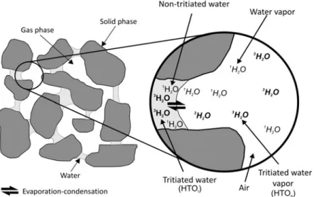 Fig. 1 Conceptual scheme for tritiated and non-tritiated water behavior in liquid and gas phase within an unsaturated porous media