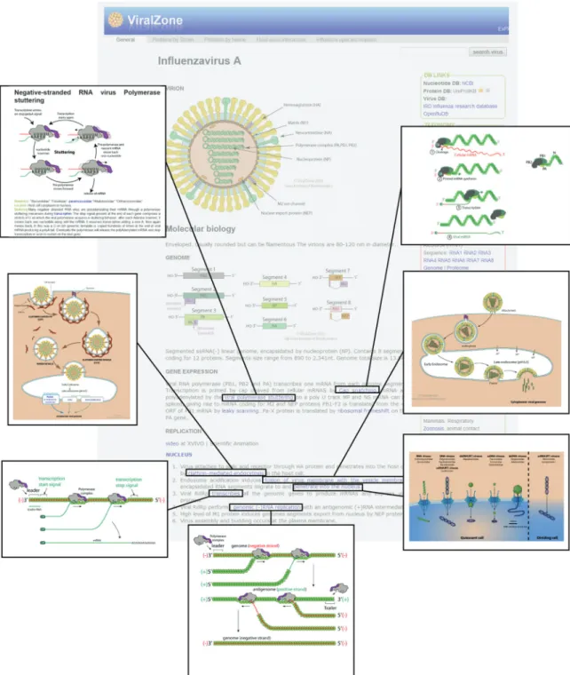 Figure 2. Improved fact sheets. The background image represents the inﬂuenza A fact sheet