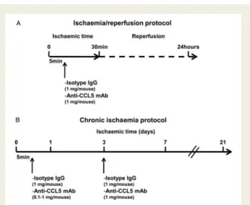 Figure 1 In vivo myocardial infarction protocols. (A) Ischaemia/