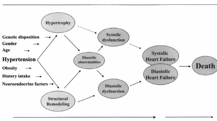 Fig. 5. Progression from hypertrophy to diastolic heart failure. Several cardiovascular risk factors are associated with the occurrence of LV hypertrophy and structural remodeling