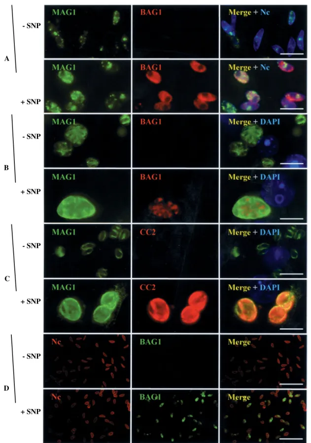 Fig. 4. Immunoﬂuorescence analysis of NcMAG1 expression. Neospora caninum were cultured in non-treated (xSNP) or in SNP-treated Vero cells (+SNP), and analysed by indirect IF, either within infected host cells (B-C) or after puriﬁcation from host cells (A 