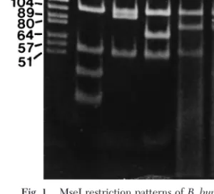 Fig. 1. MseI restriction patterns of B. burgdorferi sensu lato. Lane 1, DNA size standards; lane 2, B