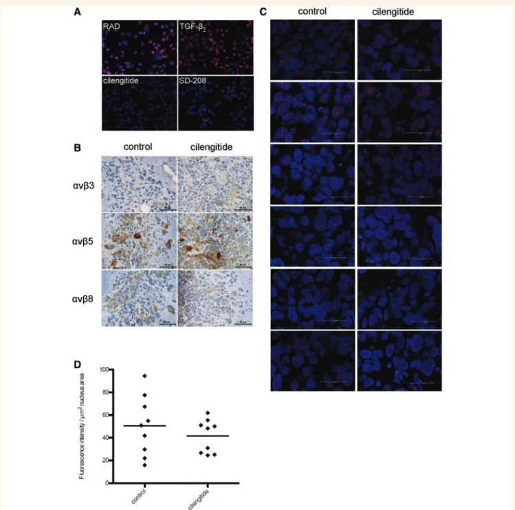 Figure 6 Effects of cilengitide on Smad2 phosphorylation in LN-308 gliomas in vivo. (A) LN-308 glioma cells were exposed to RAD or cilengitide (10 mM), TGF-b 2 (10 ng/ml) or SD-208 (1 mM) and assessed for pSmad2 expression after 48 h by immunofluorescence 