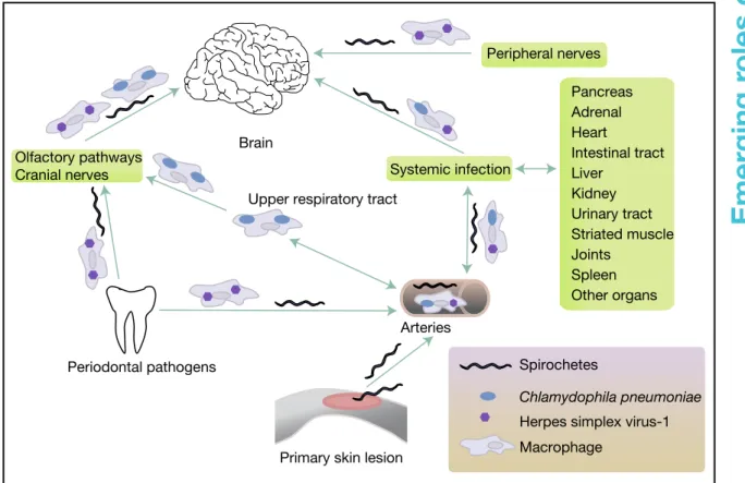 Figure 3. Sources and dissemination of pathogens associated with Alzheimer disease.