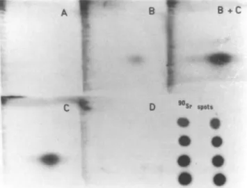 Fig. 4. (A)  32 P-postlabeling maps of DNA isolated from the olfactory epithelium of a control rat of the MDI aerosol study; (B) from the olfactory epithelium of a rat exposed to 2.1 mg/m 3  MDI aerosol for 1 year, (C) from the liver of a MDA-treated rat; 