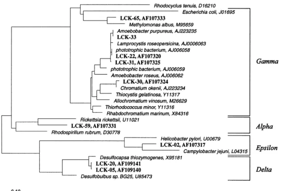 Fig. 1. Phylogenetic a¤liation of the 16S rDNA clones from the chemocline of Lake Cadagno belonging to the Proteobacteria