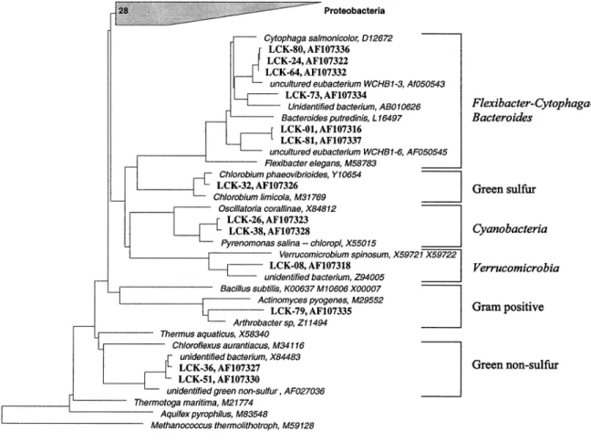 Fig. 2. Phylogenetic a¤liation of 16S rDNA clones from the chemocline of Lake Cadagno