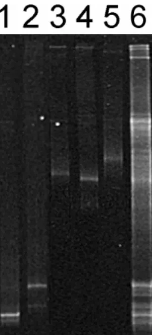 Fig. 3. Ethidium bromide-stained TTGE separation pattern of bacterial DNA fragments encoding the 16S rRNA