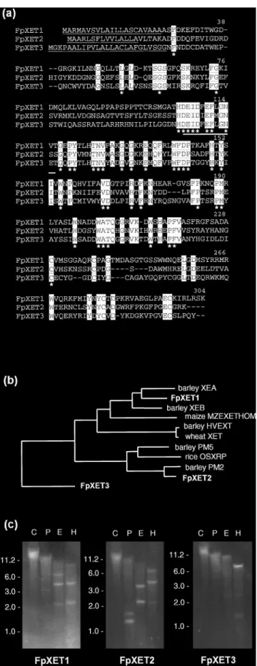 Fig. 1. Sequence comparison of the deduced amino acid sequences of F. pratensis xyloglucan endotransglycosylase (XET) related proteins.