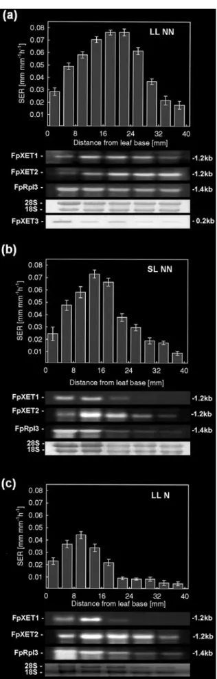 Fig. 5. Comparison of SER and expansin gene expression along the LEZ of two F. pratensis genotypes grown under different nitrogen supply