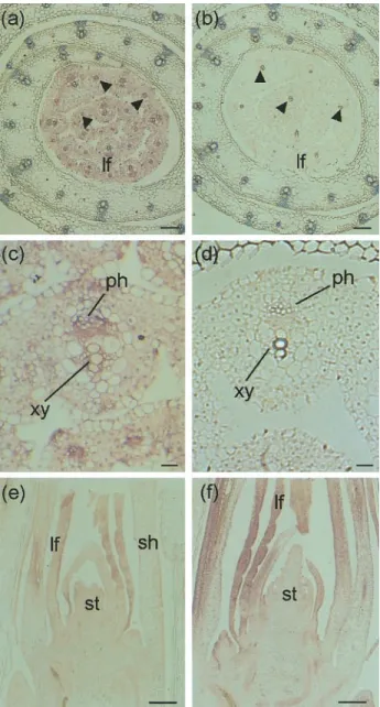Fig. 6. In situ localization of FpXET mRNA in the leaf elongation zone. (a–d) Cross-sections taken from the basal zone of the LEZ;