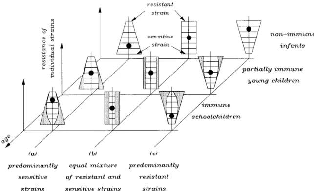 Fig.  3.  Schematic presentation of  the effect  of  antigenic differences between resistant and sensitive parasites on  in  tine  resistance observed in  isolates