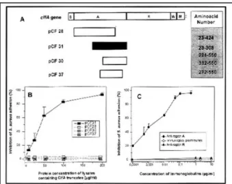 FIGURE 1. Schematic drawing showing the domain organization of Staphylococcus aureus fibrinogen-binding clfA protein