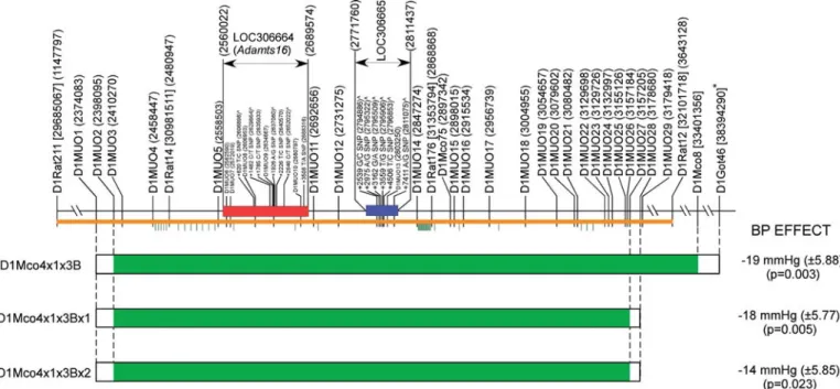 Figure 2. Congenic substrains used for locating the BP QTL. The relevant section of the physical map of RNO1 is shown on top of the Figure