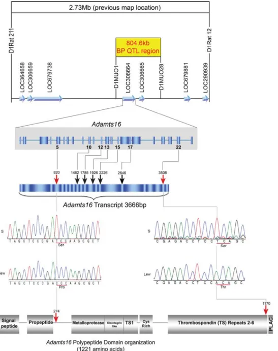 Figure 4. Detection of variants of Adamts16 within the BP QTL region. Predicted candidate genes for the 2.73 Mb QTL interval are shown in the top panel of the Figure as blue arrows within the region flanked by the markers D1Rat211 and D1Rat12