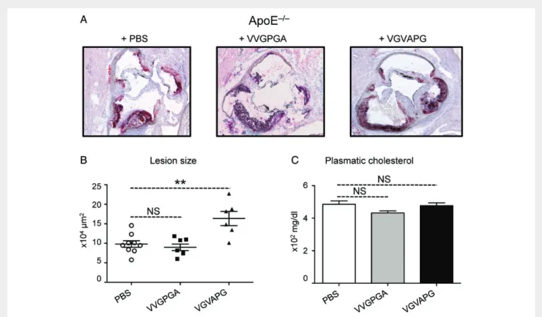 Figure 2 The VGVAPG peptide increases atherosclerosis development. Eleven-week-old ApoE 2/2 mice were i.v