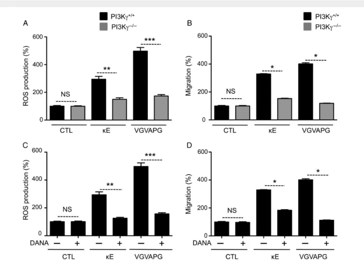 Figure 4 Loss of PI3Kg expression and Neu inhibition reduces ROS production and migration in monocytes