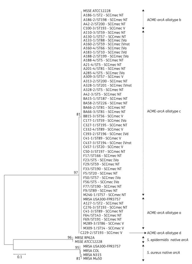 Figure 2. Neighbour-joining tree based on the comparison of 671 bp internal regions of ACME-associated arcA (ACME-arcA) genes from 51 MRSE strains and reference sequences of ACME-arcA and native arcA from S