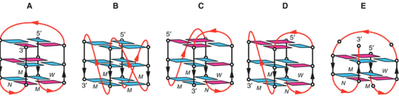 Figure 1. Schematic structure of human telomeric G-quadruplexes. (A) Basket-type form observed for d[A(GGGTTA) 3 GGG] in Na + solution (53)