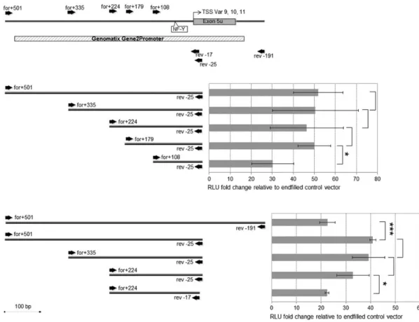 Figure 5. Functional analysis of the promoter section upstream of exon 5 u. DLRAs were conducted on promoter sections that were PCR-amplified from primer sites represented by black arrows