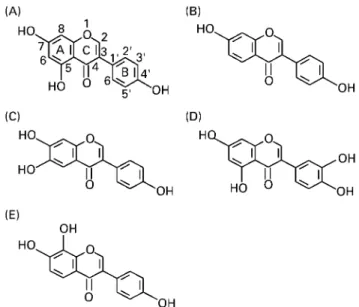 Fig. 1. Chemical structures of tempeh isoflavones. (A), 5,7,4 0 -trihydroxyiso- -trihydroxyiso-flavone (genistein); (B), 7,4 0 -dihydroxyisoflavone (daidzein); (C), 6,7,4 0  -trihy-droxyisoflavone (factor 2); (D), 5,7,3 0 ,4 0 -tetrahydroxyisoflavone (orob