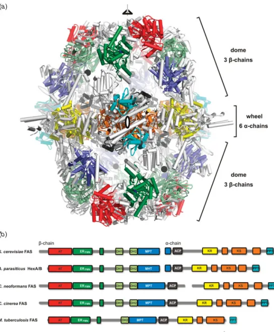 Fig. 8. Structural organization of fungal FAS. (a) Crystal structure of yeast FAS at 31 A ˚ resolution, colored by domains as indicated in (b), less well-conserved linking regions are shown in gray