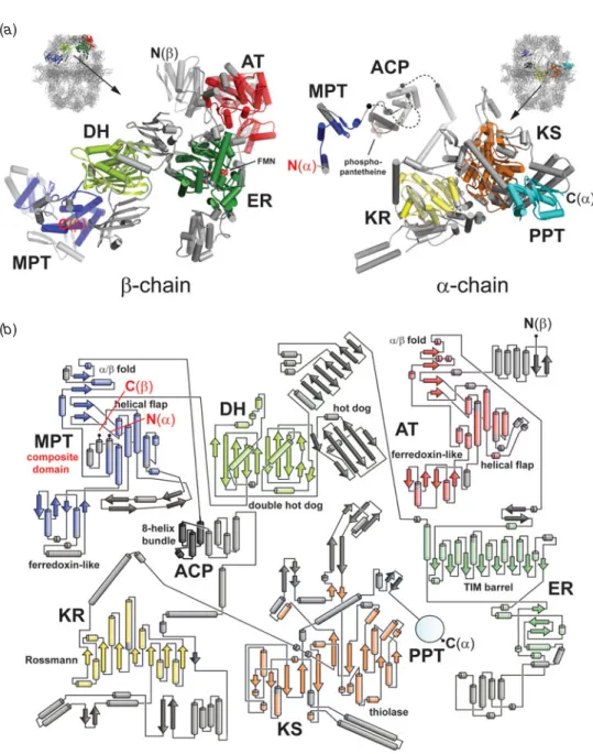 Fig. 9. Structures of isolated a- and b-chains from fungal FAS and the topology of catalytic domains.