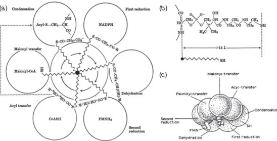 Fig. 1. Illustrations of the ‘ swinging arm hypothesis ’ for yeast FAS. (a, b) During the cyclic fatty acid biosynthesis, the reaction intermediates remain attached to a central phosphopantetheine arm, which is covalently linked to the enzyme