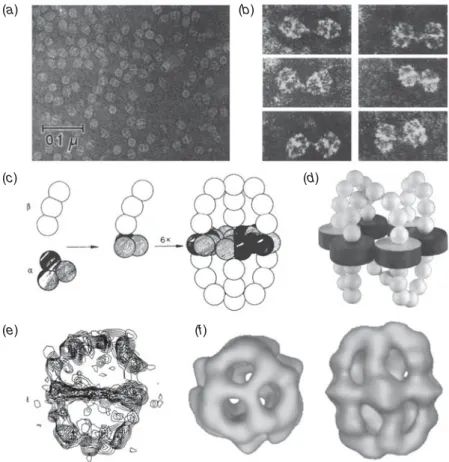 Fig. 2. Models of yeast FAS based on EM and cross-linking studies. (a) Early negative stain electron micrograph showing yeast FAS particles
