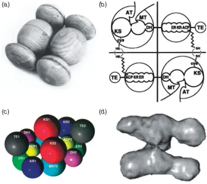 Fig. 3. Diﬀerent models of the animal FAS structure. (a) Wooden model of chicken FAS based on small angle neutron scattering