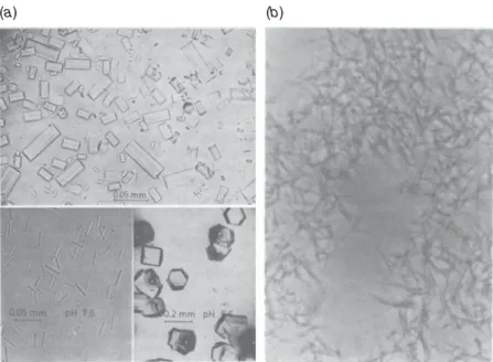 Fig. 4. Early crystallization of eukaryotic FASs. (a) Crystals of yeast FAS grown at diﬀerent pH values (top : pH 6.5 ; bottom left : pH 7.5 ; bottom right : pH 5.5) with ammonium sulfate as a precipitant.