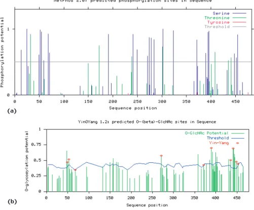 Figure 2. (a) Potential for phosphate modification at serine and threonine residues in the human Oct-2 sequence and (b) sites with potential for both O-GlcNAc and phosphate, the Yin Yang sites with red asterisk at top.