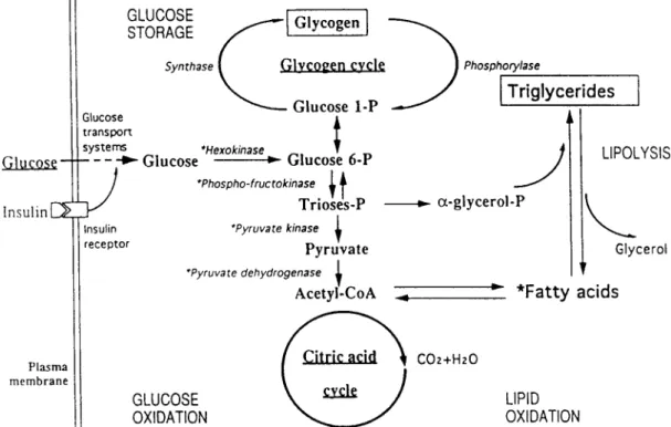 Fig. 1. Metabolic scheme with the different sites which may be involved in insulin resistance, in particular insulin receptor binding, the insulin receptor itself, the glucose transport system, the enzymes of the glycogen cycle and the enzymes of the glyco
