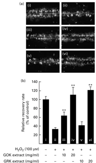 Fig. 1. Effects of gold kiwifruit (GOK) and green kiwifruit (GRK) extracts on the H 2 O 2 -induced inhibition of gap-junction intercellular communication (GJIC) in WB-F344 cells