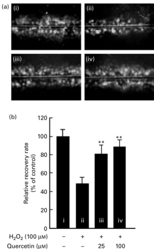 Fig. 3. Effects of quercetin on the H 2 O 2 -induced inhibition of gap-junction intercellular communication (GJIC) in WB-F344 cells