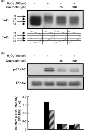 Fig. 5. Free radical-scavenging activity of butylated hydroxytoluene (BHT; B) and quercetin ( )