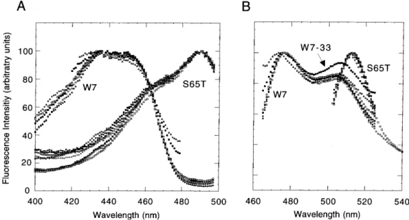 Figure 4. Fluorescence spectra of R/GFPs. Excitation (A) and emission (B) spectra were determined for GFP S65T, GFP W7 and for 15 different R/GFP clones containing either S65T or W7 GFP