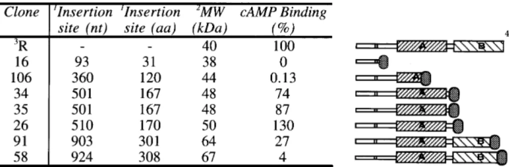 Table 1. cAMP binding of partially purified R/GFP truncated fusion proteins